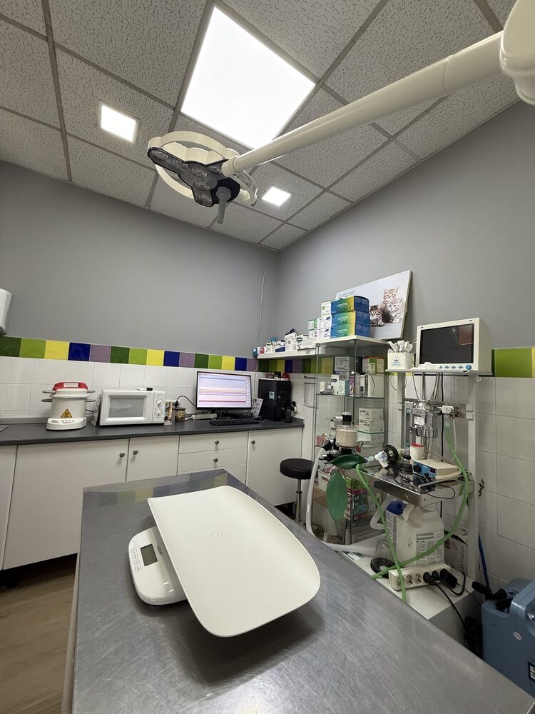 nstalaciones veterinario en mostoles 4