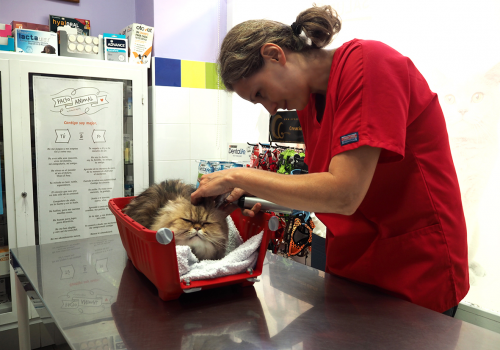 medicina-interna-huellas-veterinaria