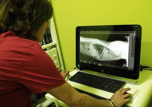 En Clínica Veterinaria Huellas realizamos ecografías que nos permiten hacer un diagnostico inmediato