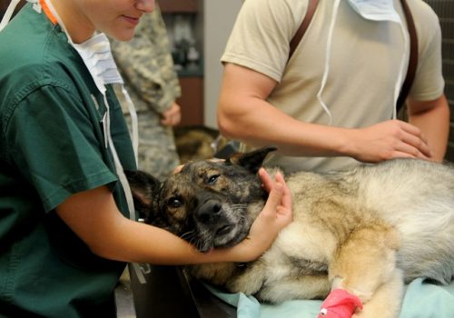 especialidades-huellas-veterinaria