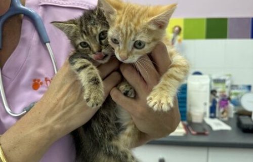servicios veterinario huellas 4