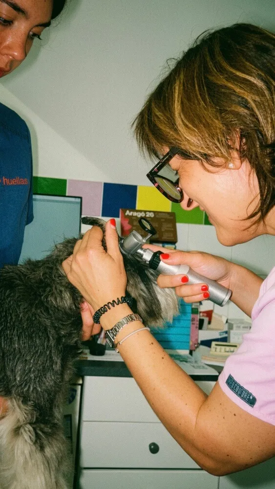 Revision preventiva en veterinario en mostoles