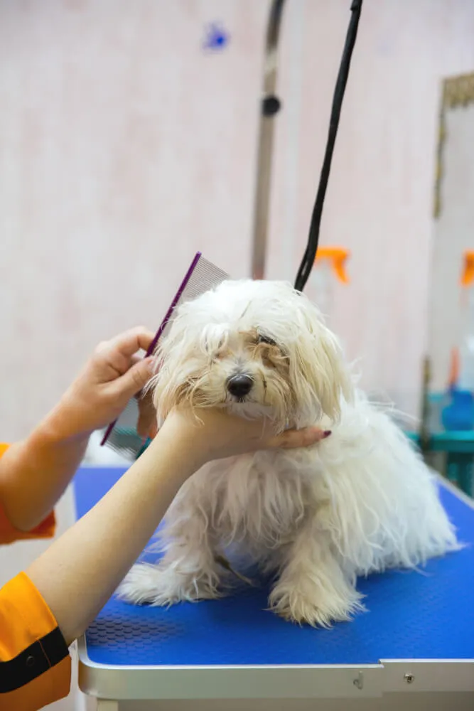 Peluqueria canina en mostoles