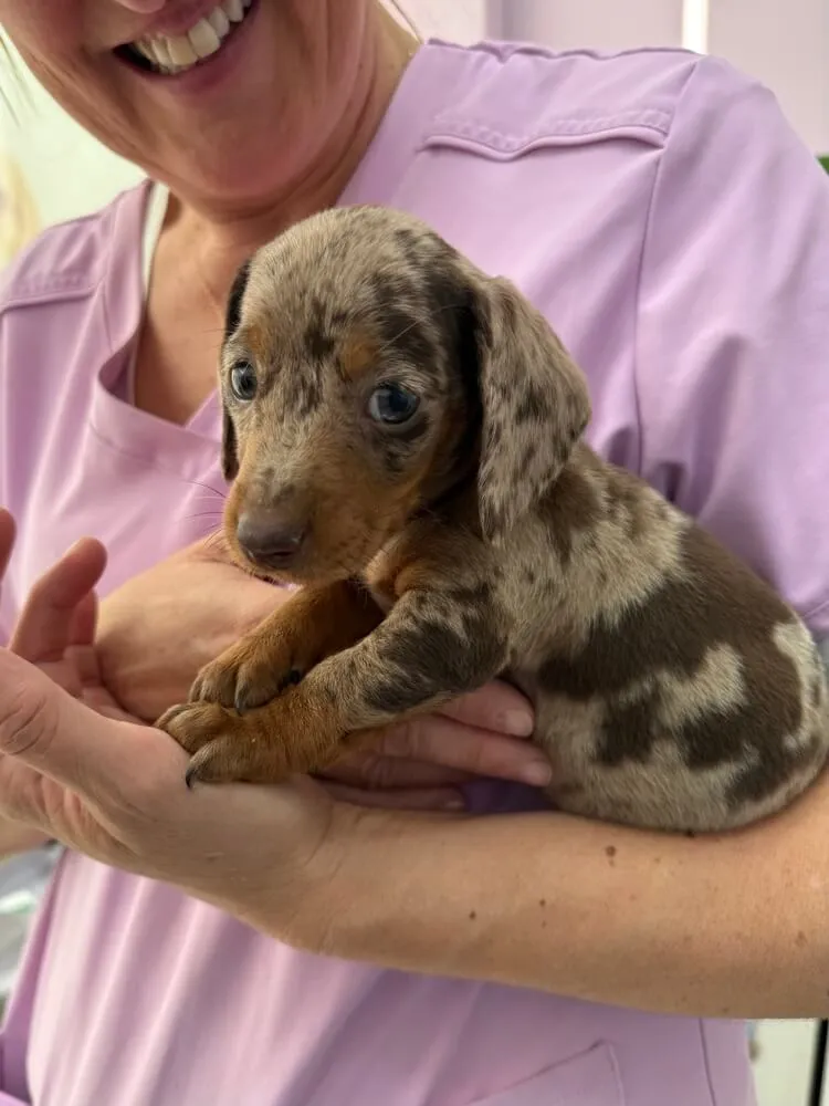 Cachorro de teckel en su primera visita