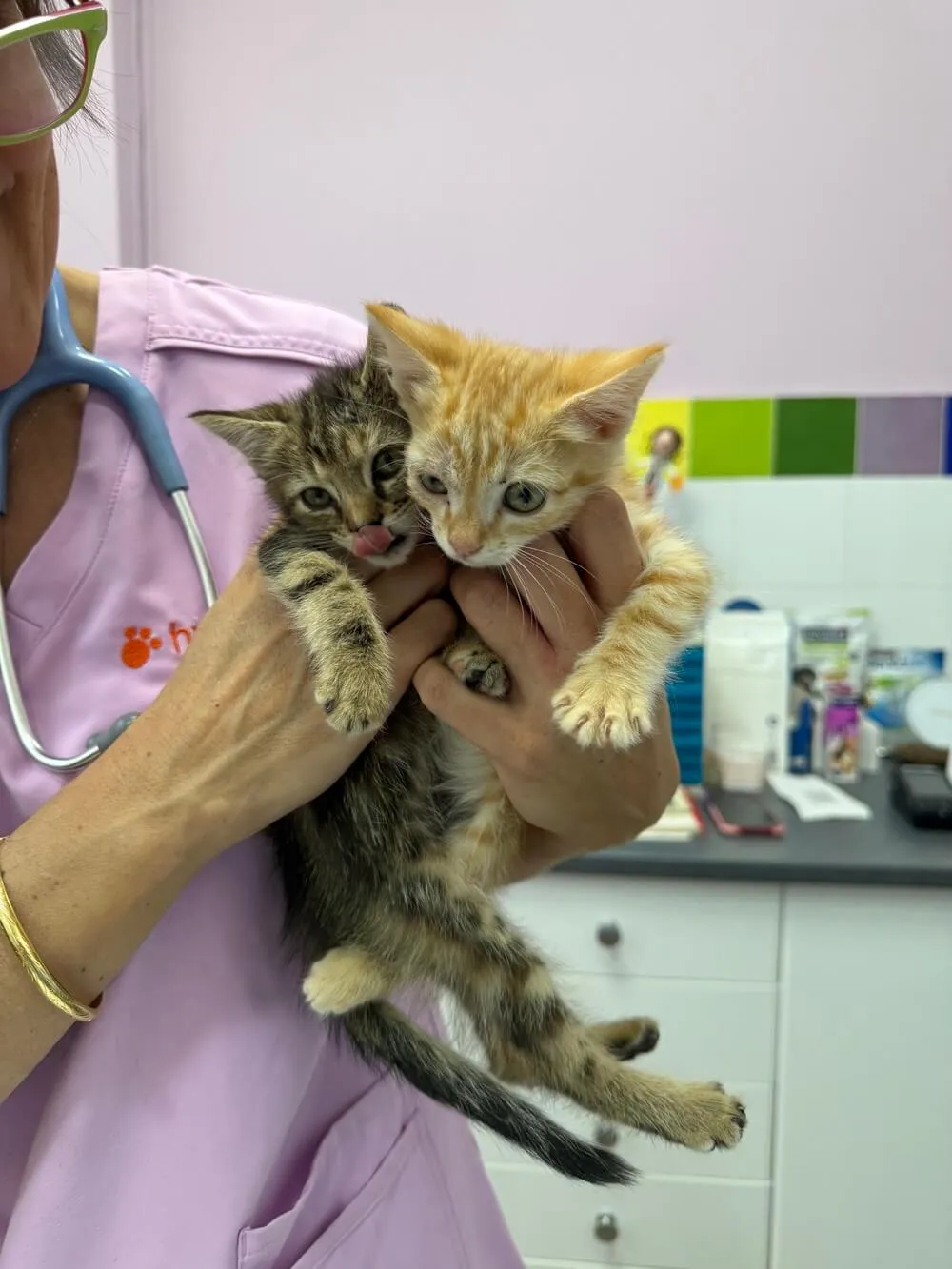 Dos gatitos en revisión en Huellas